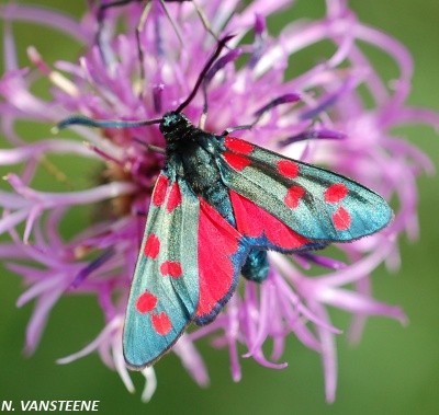 Zygaena transalpina